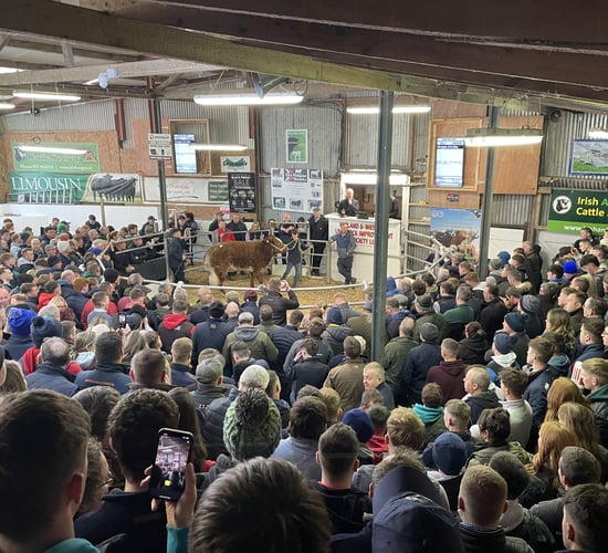Table: Info on 11 top-priced heifers at Carrick Winter Fair