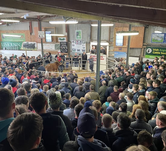 Limousin-cross heifer makes €30,000 at Carrick Winter Fair