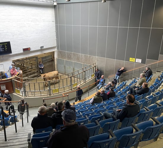 Heavy bullocks average €3.27/kg at Kilkenny Mart