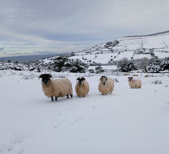 Kerry farmer catches intruder cutting throats of sheep