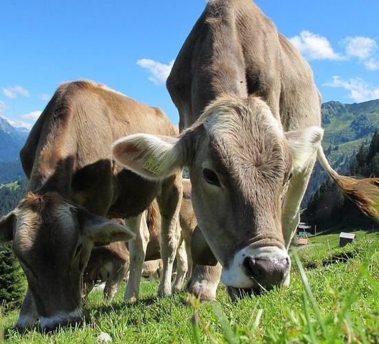 Organic milk producers in Germany record cost shortfall of 19%
