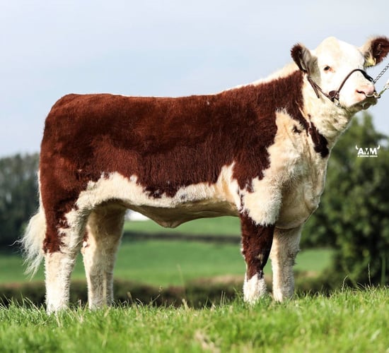 Hereford Heifers hit €5,200 at Genetic Gems sale