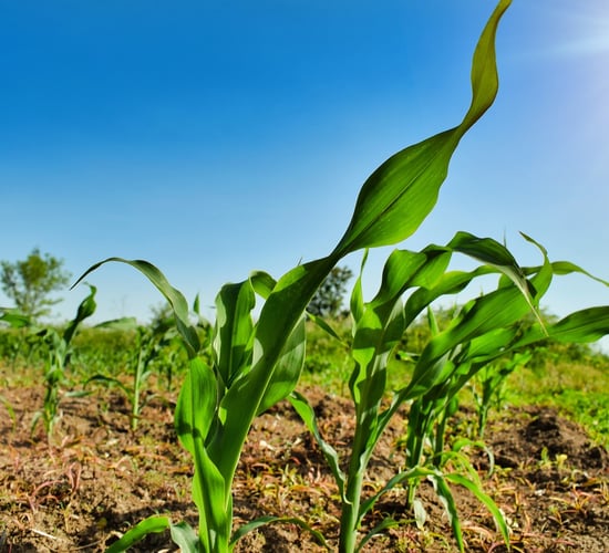 First maize crops of the year could be planted by end of March