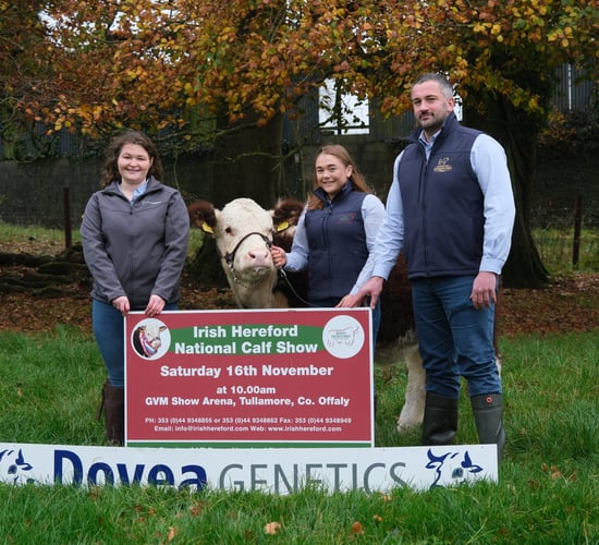 National Hereford Calf Show set for Tullamore tomorrow