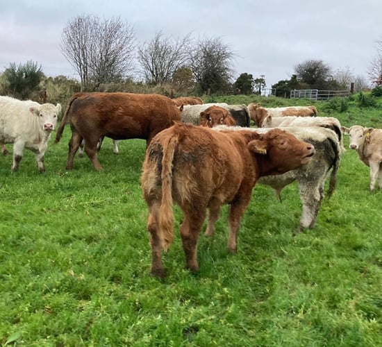 ABP Monitor Farm: Store lambs, calves at grass and bull beef in Sligo