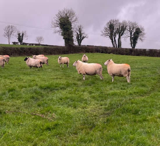 Advice on using raddle effectively when breeding sheep