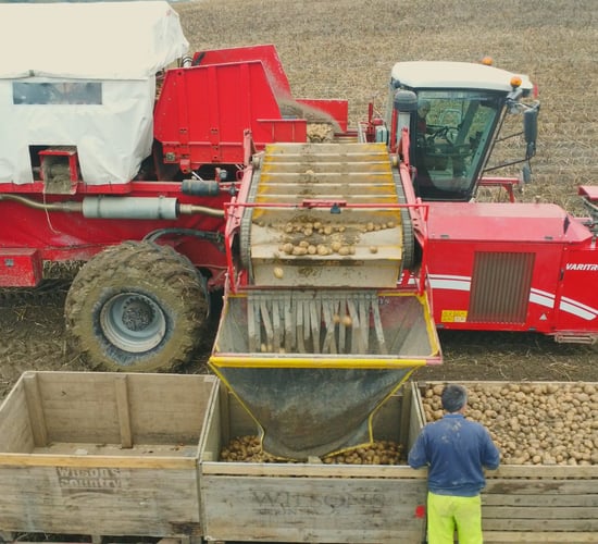 Find out about potato harvest 2024