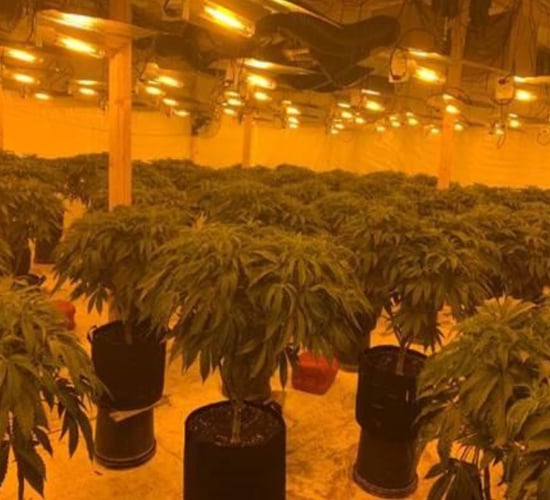 Man sentenced following cannabis farm discovery in rural Co. Down