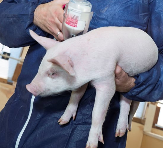 Vaccinate your pigs with an effective and convenient dose
