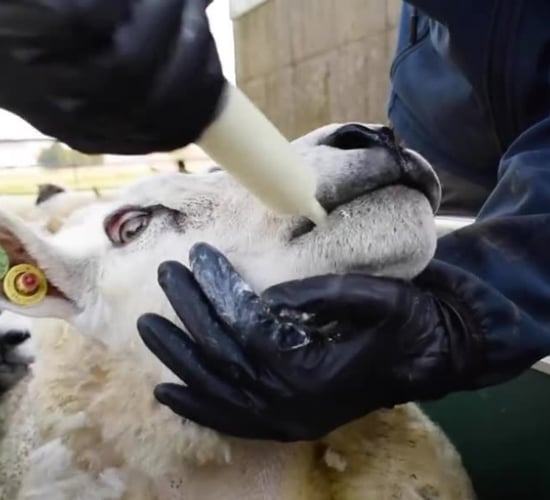 How Mayo farmer controls liver fluke