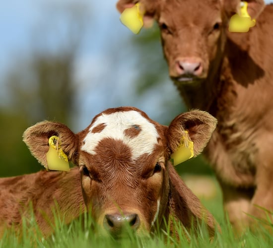 Teagasc National Beef Conference: Key insights