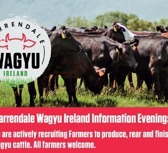 Info events set for farmers interested in Wagyu cattle