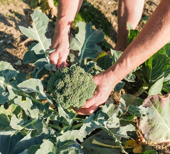 Applications for EU Organic Awards to open shortly