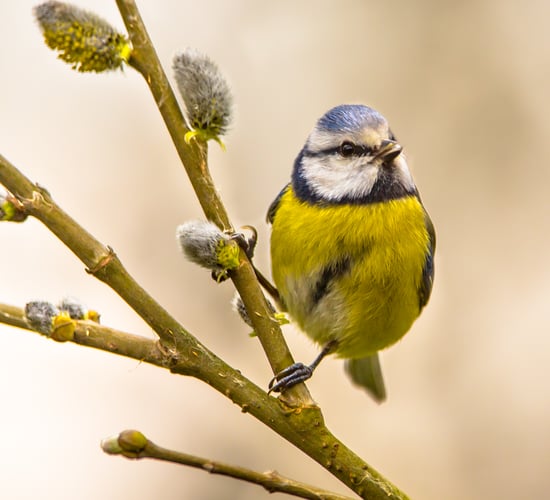 How to develop a community biodiversity action plan
