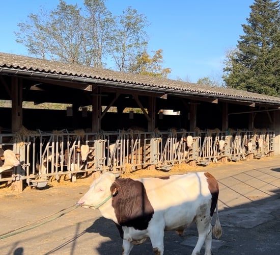 Behind the scenes at Coopex Montbeliarde bull stud in France