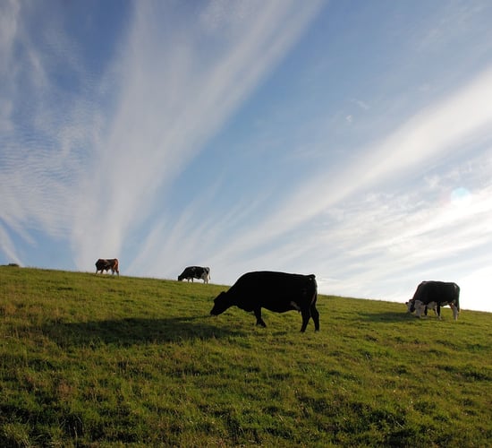 CSO: Cattle and milk drive increase in agri output price index