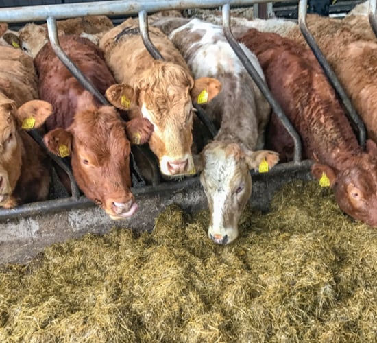 Advice on treatment and control of fluke in cattle and sheep