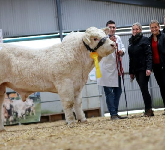 Charolais bulls average over €4,000 at Tullamore sale