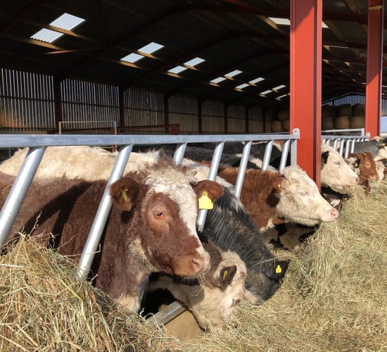 Can AI identify chemicals that reduce enteric methane production levels?