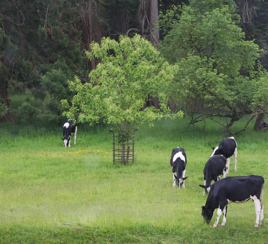Silvopasture: A sustainable solution for Irish dairy farmers