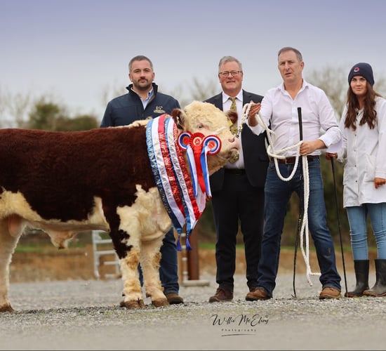Results and winners from National Hereford Calf Show