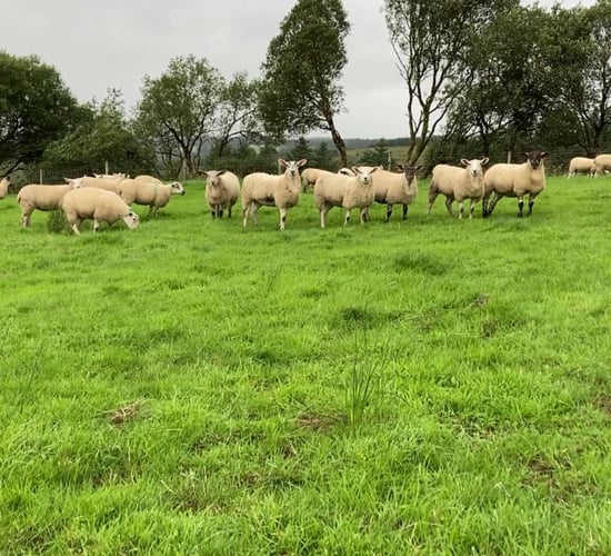 PSNI investigating theft of 21 lambs in Tyrone