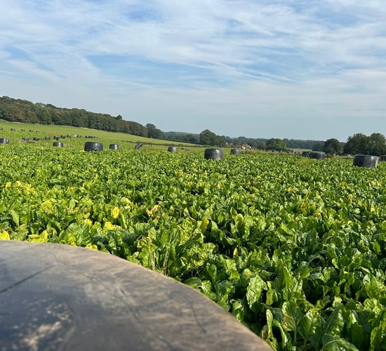 Tillage: The threat of flea beetles in fodder beet crops