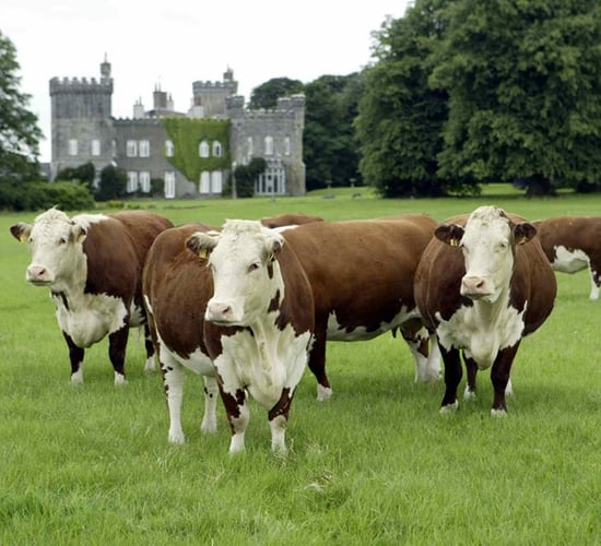 Hereford society announces new breed secretary appointment