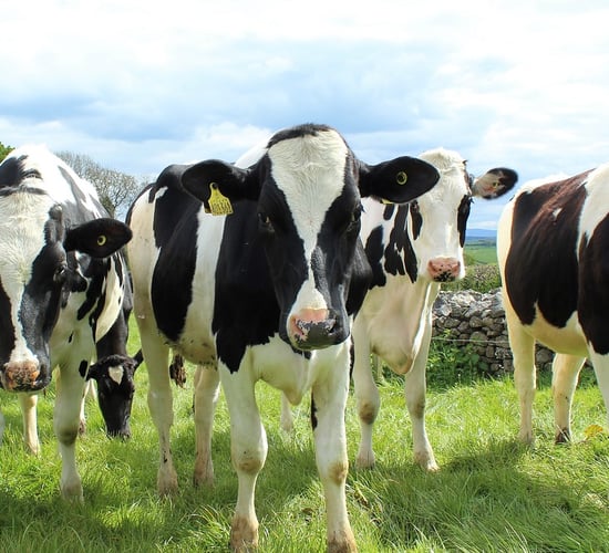 DAERA warns of foot-and-mouth risk after EU outbreak