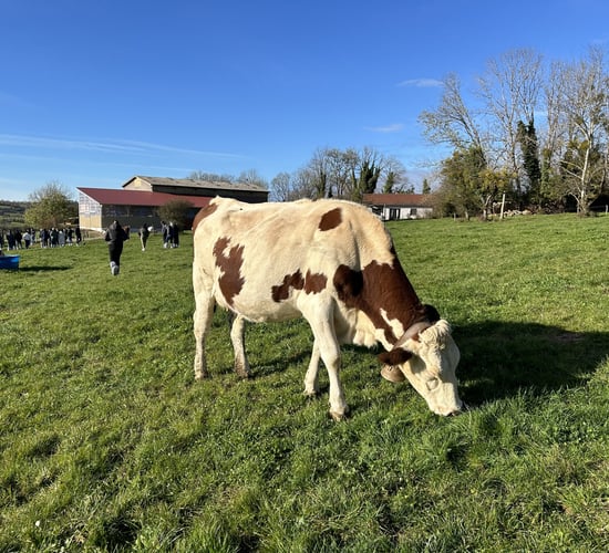 Dairy Focus: French farmers and Montbeliardes dictate milk price