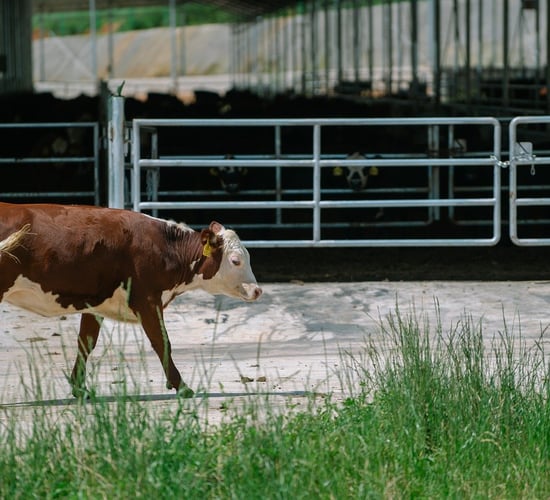 Breed societies provide views on ICBF star rating system