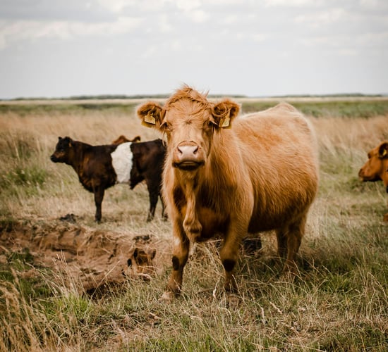 Denmark to introduce new 'emissions from livestock' tax from 2030
