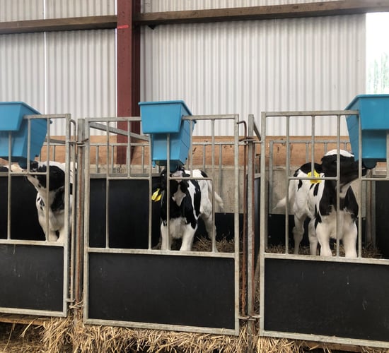 Down dairy farmer sets his heifers up for success