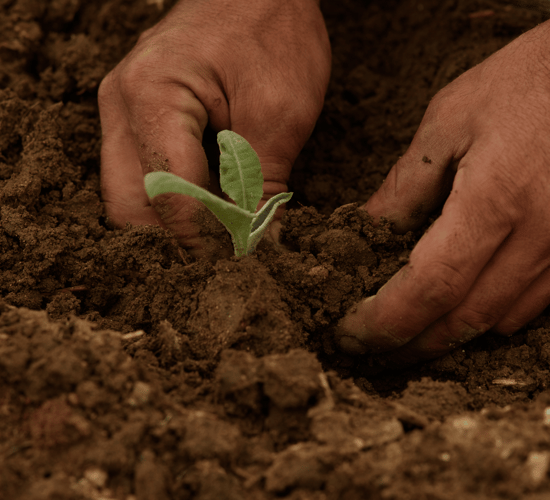 UN urges 'bold and urgent action' to protect plant health
