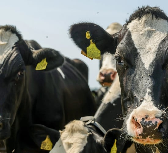 Tesco launches dairy sustainability partnership with Arla and Müller