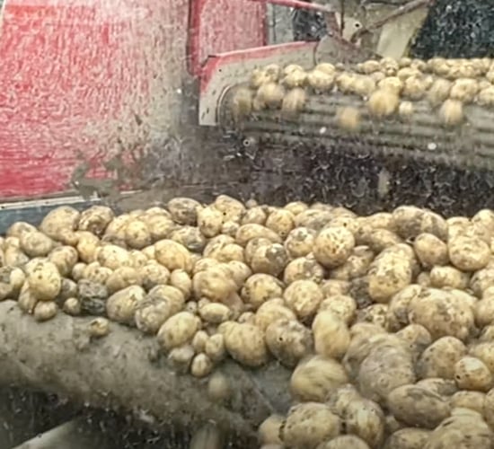 Watch: How is the 2024 potato harvest going?
