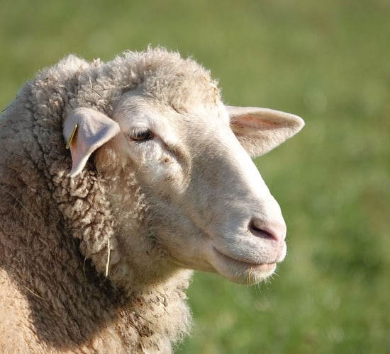 National Sheep Welfare payments totalling €14.36m get underway