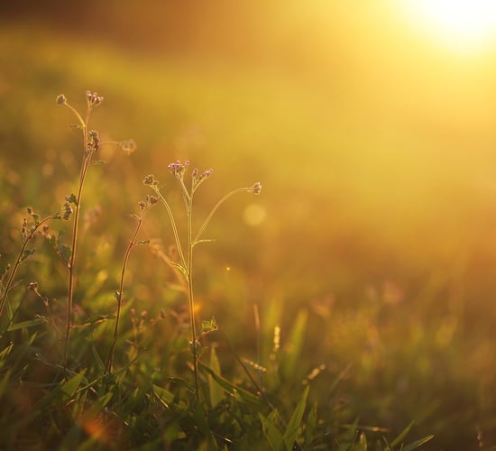 New research aimed at reducing GHG emissions from farmland