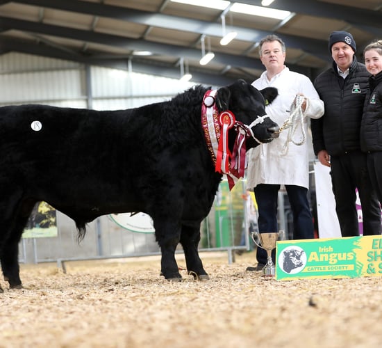 Tribesman bull ticking the boxes for Certified Irish Angus