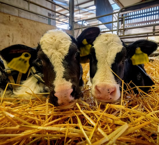 Good calf rearing to be highlighted on CalfCare '25 farms