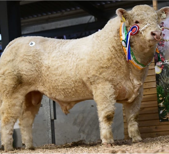 Charolais Christmas Cracker sees top price of €15,000