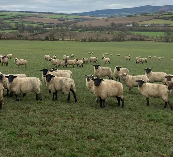ABP Demo Farm: Update on store lamb performance