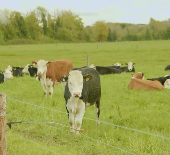 ABP/UCD calf to beef research shows carbon cuts of 14% possible