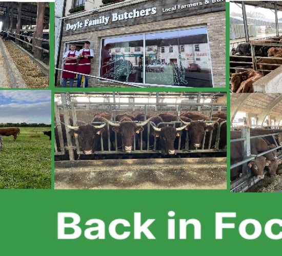 Beef Focus revisited: 6 farms back in focus for Christmas