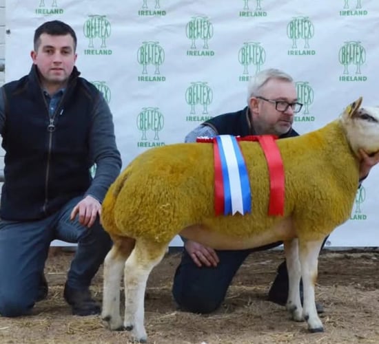 Results from Beltex society show and sale at Tullamore