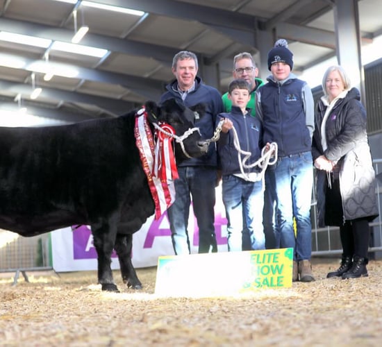 Cork-bred heifer takes top price at Angus sale in Carrick