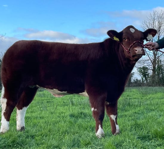 Manorhamilton fatstock show and sale set for this Saturday