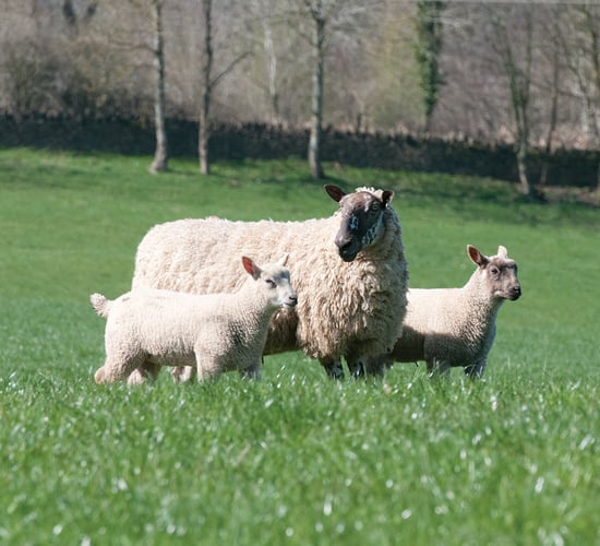 Giving lambs the best start: Feeding tips for pre-lambing ewes