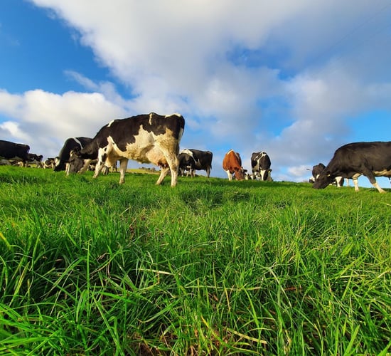Wicklow farmers' preventative approach wins sustainability award