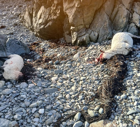 Galway farmer left with dead and missing sheep after dog attack